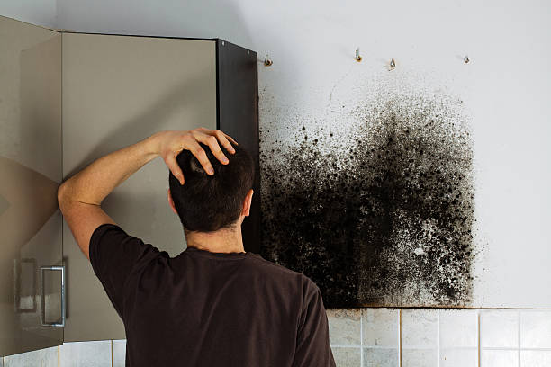 Why You Should Choose Our Mold Remediation Services in Hampton, SC